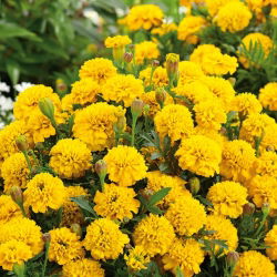 Marigold Meksiko "Gypsy Sunshine" - varietas yang tumbuh rendah; Aztec marigold - 