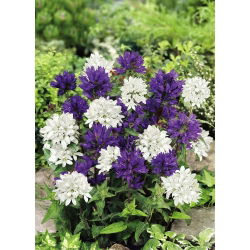 Clustered Bellflower - Mixed - Campanula glomerata - Vibrant Blooms for Summer Flower Beds - Fresh Seeds