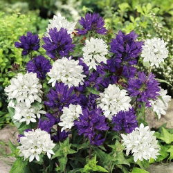 Clustered Bellflower - Mixed - Campanula glomerata - Vibrant Blooms for Summer Flower Beds - Fresh Seeds