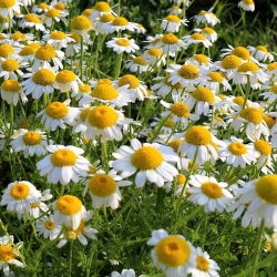 Chamomile - Matricaria chamomilla - 10 g - Best herbal infusion, highest essential oil content - Fresh Seeds