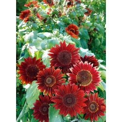 Solros - Moulin Rouge - Helianthus annuus - 1 kg - Djupröda blommor - ett djärvt inslag i trädgården - Färska frön