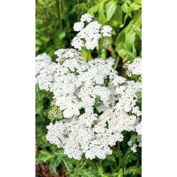 Coada Soricelului - alb - Achillea millefolium - Alb pur, rezistență naturală - Semințe proaspete