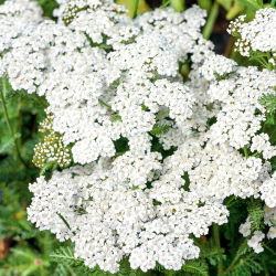 Coada Soricelului - alb - Achillea millefolium - Alb pur, rezistență naturală - Semințe proaspete
