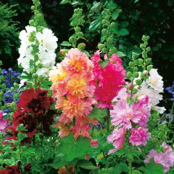 Nizki rožlin - Queeny - Alcea rosea - Kompaktna mešanica, poletni čar - Sveža semena