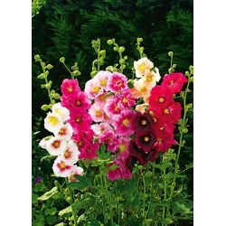 Rožlin - Indian Spring - Mešanica - Alcea rosea - Bogata mešanica, visoka in dolgo obstojna - Sveža semena