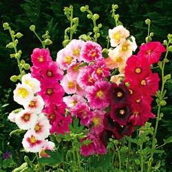 Rožlin - Indian Spring - Mešanica - Alcea rosea - Bogata mešanica, visoka in dolgo obstojna - Sveža semena
