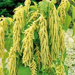 Love Lies Bleeding - green - Amaranthus caudatus - Brightest green, most unique floral accent - Fresh Seeds