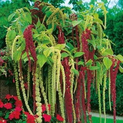 Amaranto - Mistura - Amaranthus caudatus - Mistura expressiva, floração prolongada - Sementes frescas