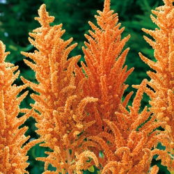 Red Amaranth - Hot Biscuits - Amaranthus paniculatus - Deepest bronze, boldest autumn display - Fresh Seeds