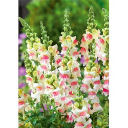 Lauvmutītes Augstās - Appleblossom - Antirrhinum majus maximum - Maigs rozā tonis, smalka ziedlapu tekstūra - Svaigas sēklas