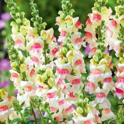 Антиринум високо - Appleblossom - Antirrhinum majus maximum - Нежнорозов оттенък, елегантна структура на венчелистчетата - Свежи семена