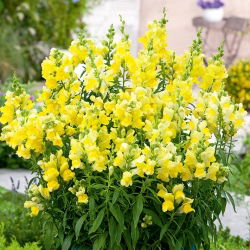Lauvmutītes Augstās - Canary Bird - Dzeltens - Antirrhinum majus maximum - Bagātīgi dzelteni ziedi, izteiksmīga augšana - Svaigas sēklas
