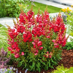 Lauvmutītes Augstās - Defiance - Oranži-šarlaksarkana - Antirrhinum majus maximum - Spilgti oranži ziedi, pilnīgas ziedu tapas - Svaigas sēklas