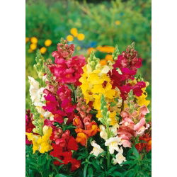 Lauvmutītes - Rainbow - Antirrhinum majus nanum - Krāšņs maisījums, ilgstoši ziedoša šķirne - Svaigas sēklas