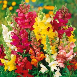 Lauvmutītes - Rainbow - Antirrhinum majus nanum - Krāšņs maisījums, ilgstoši ziedoša šķirne - Svaigas sēklas