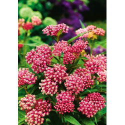 Swamp Milkweed - carmine-rose - Asclepias incarnata - Boldest carmine, tallest summer beauty - Fresh Seeds