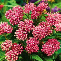 Swamp Milkweed - carmine-rose - Asclepias incarnata - Boldest carmine, tallest summer beauty - Fresh Seeds