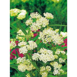 Rosen-Silkeplante - Hvid - Asclepias incarnata - Strålende hvid, stærk insektsmagnet - Friske frø