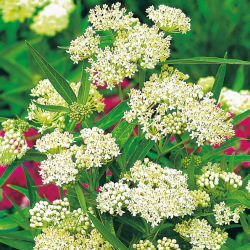Rosen-Silkeplante - Hvid - Asclepias incarnata - Strålende hvid, stærk insektsmagnet - Friske frø