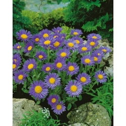 Alpinis astras - mėlynas - (Aster alpinus) - Kompaktiški žiedynai su ryškiais mėlynais žiedais - Šviežios sėklos