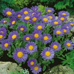 Alpinis astras - mėlynas - (Aster alpinus) - Kompaktiški žiedynai su ryškiais mėlynais žiedais - Šviežios sėklos