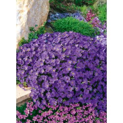 Aubrieta - Hendersonii - Aubrieta x hybrida - Deepest violet, fullest springtime blooms - Fresh Seeds