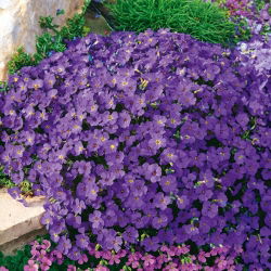 Aubrieta - Hendersonii - Aubrieta x hybrida - Deepest violet, fullest springtime blooms - Fresh Seeds