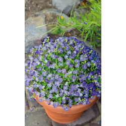 Aubrieta - Graeca - Aubrieta x hybrida - Brightest lilac, most compact trailing variety - Fresh Seeds