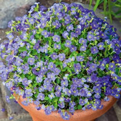 Aubrieta - Graeca - Aubrieta x hybrida - Brightest lilac, most compact trailing variety - Fresh Seeds