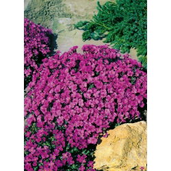 Aubrieta - Leichtlinii - Aubrieta x hybrida - Richest blue, longest-flowering perennial - Fresh Seeds