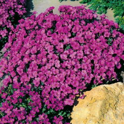 Aubrieta - Leichtlinii - Aubrieta x hybrida - Richest blue, longest-flowering perennial - Fresh Seeds