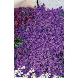 Aubrieta - Whitewell Gem - Aubrieta x hybrida - Most vibrant purple, densest ground cover - Fresh Seeds
