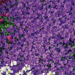 Aubrieta - Whitewell Gem - Aubrieta x hybrida - Most vibrant purple, densest ground cover - Fresh Seeds