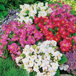 Waterbegonia - dwerg, continu bloeiend - gemengde kleuren (Begonia semperflorens)