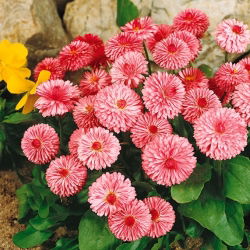 Kaunokainen Isokukkainen - Vaaleanpunainen - Bellis perennis - Kirkas pinkki, runsaat kukkaryhmät - Tuoreet siemenet