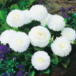 Kaunokainen Isokukkainen - Valkoinen - Bellis perennis - Suurimmat kukat, puhtaat terälehdet - Tuoreet siemenet
