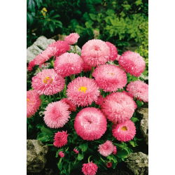 Kaunokainen - Super Enorma - Rose Ball - Bellis perennis - Täyteläinen ruusun sävy, hurmaava kukinta - Tuoreet siemenet