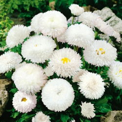 Kaunokainen - Super Enorma - White Ball - Bellis perennis - Lumivalkoinen, pyöreä kukka - Tuoreet siemenet
