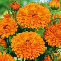 Pot Marigold - Orange King - Calendula officinalis - Darkest orange, boldest regal display - Fresh Seeds
