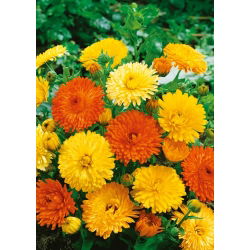 Pot Marigold - Pacific Beauty - mixed - Calendula officinalis - Tallest mix, longest-lasting garden presence - Fresh Seeds