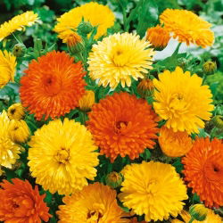 Pot Marigold - Pacific Beauty - mixed - Calendula officinalis - Tallest mix, longest-lasting garden presence - Fresh Seeds