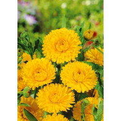 Pot Marigold - Lemon Beauty - Calendula officinalis - Brightest lemon, fullest summer flowers - Fresh Seeds