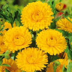 Pot Marigold - Lemon Beauty - Calendula officinalis - Brightest lemon, fullest summer flowers - Fresh Seeds
