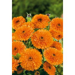 Pot Marigold - Orange Beauty - Calendula officinalis - Deepest orange, most radiant floral texture - Fresh Seeds