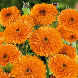 Pot Marigold - Orange Beauty - Calendula officinalis - Deepest orange, most radiant floral texture - Fresh Seeds