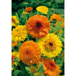 Лечебен невен - Kablouna - смес - Calendula officinalis - Ярка комбинация, здрави цъфтящи стъбла - Свежи семена