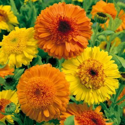Лечебен невен - Kablouna - смес - Calendula officinalis - Ярка комбинация, здрави цъфтящи стъбла - Свежи семена