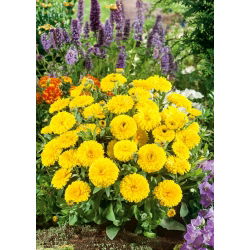 Dwarf Pot Marigold - Candyman - yellow - Calendula officinalis - Most golden blooms, longest-blooming dwarf variety - Fresh Seeds