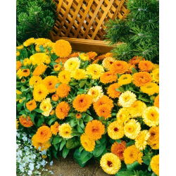 Dwarf Pot Marigold - Fiesta Gitana - mix - Calendula officinalis - Richest mix, longest-lasting compact variety - Fresh Seeds