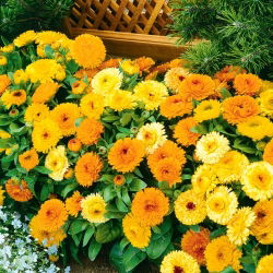 Dwarf Pot Marigold - Fiesta Gitana - mix - Calendula officinalis - Richest mix, longest-lasting compact variety - Fresh Seeds